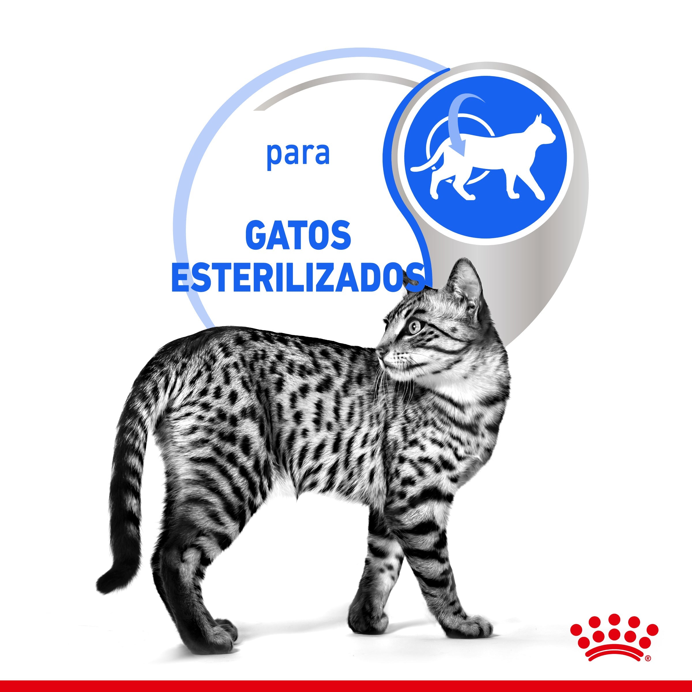 Royal Canin Indoor Sterilized 85 g Comida Húmeda en Salsa para Gatos al mejor precio -todoastorenimal.com