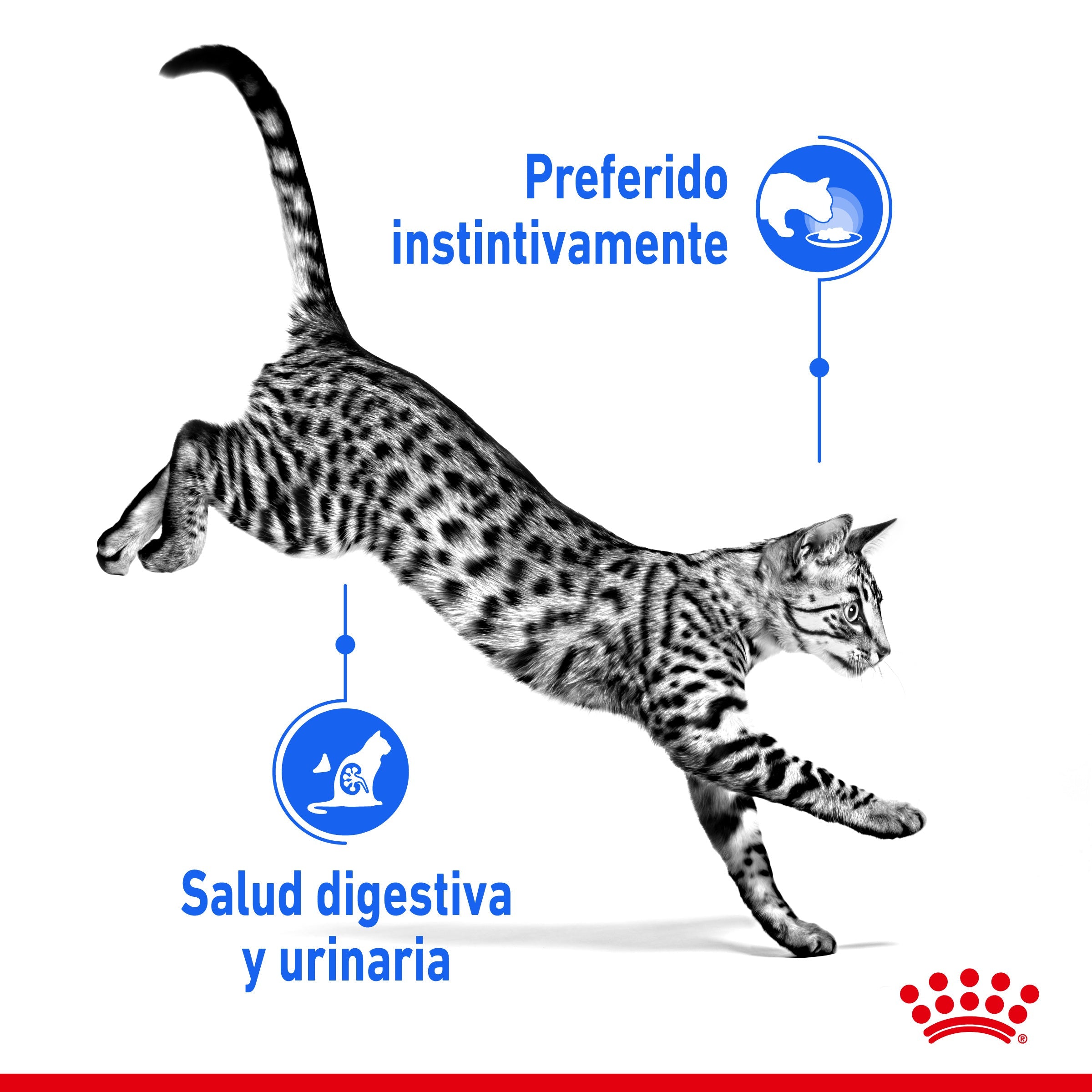 Royal Canin Indoor Sterilized 85 g Comida Húmeda en Salsa para Gatos al mejor precio -todoastorenimal.com