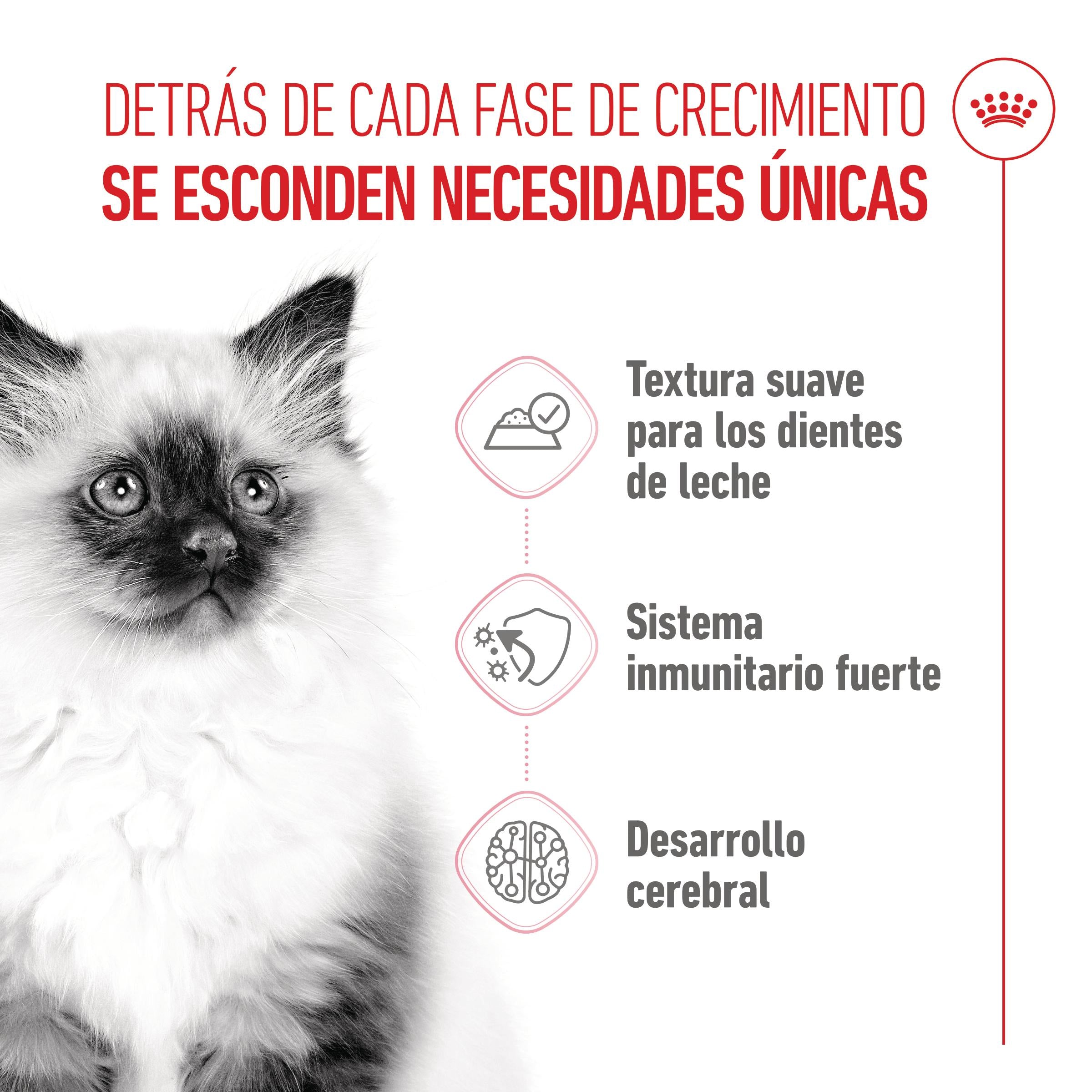 Royal Canin Kitten Húmedo 85 g para Gatos | Salsa, Gelatina o Paté al mejor precio -todoastorenimal.com
