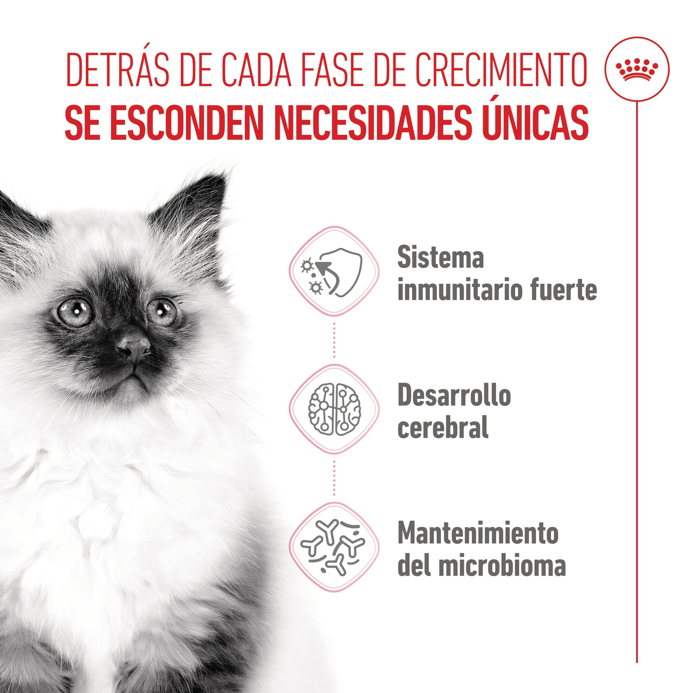 Royal Canin Kitten Pienso para Gatitos al mejor precio -todoastorenimal.com
