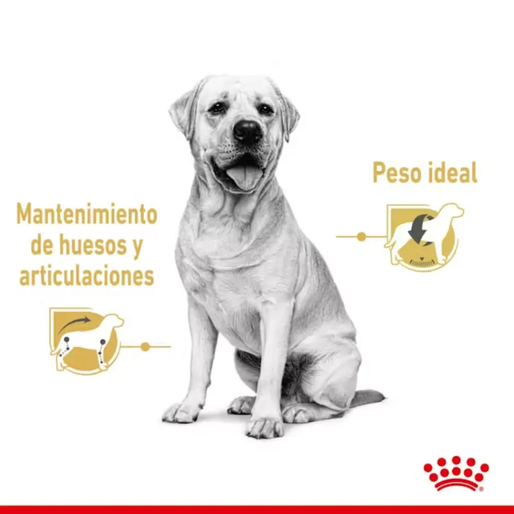 Royal Canin Labrador Adult 140 g Húmedo al mejor precio -todoastorenimal.com