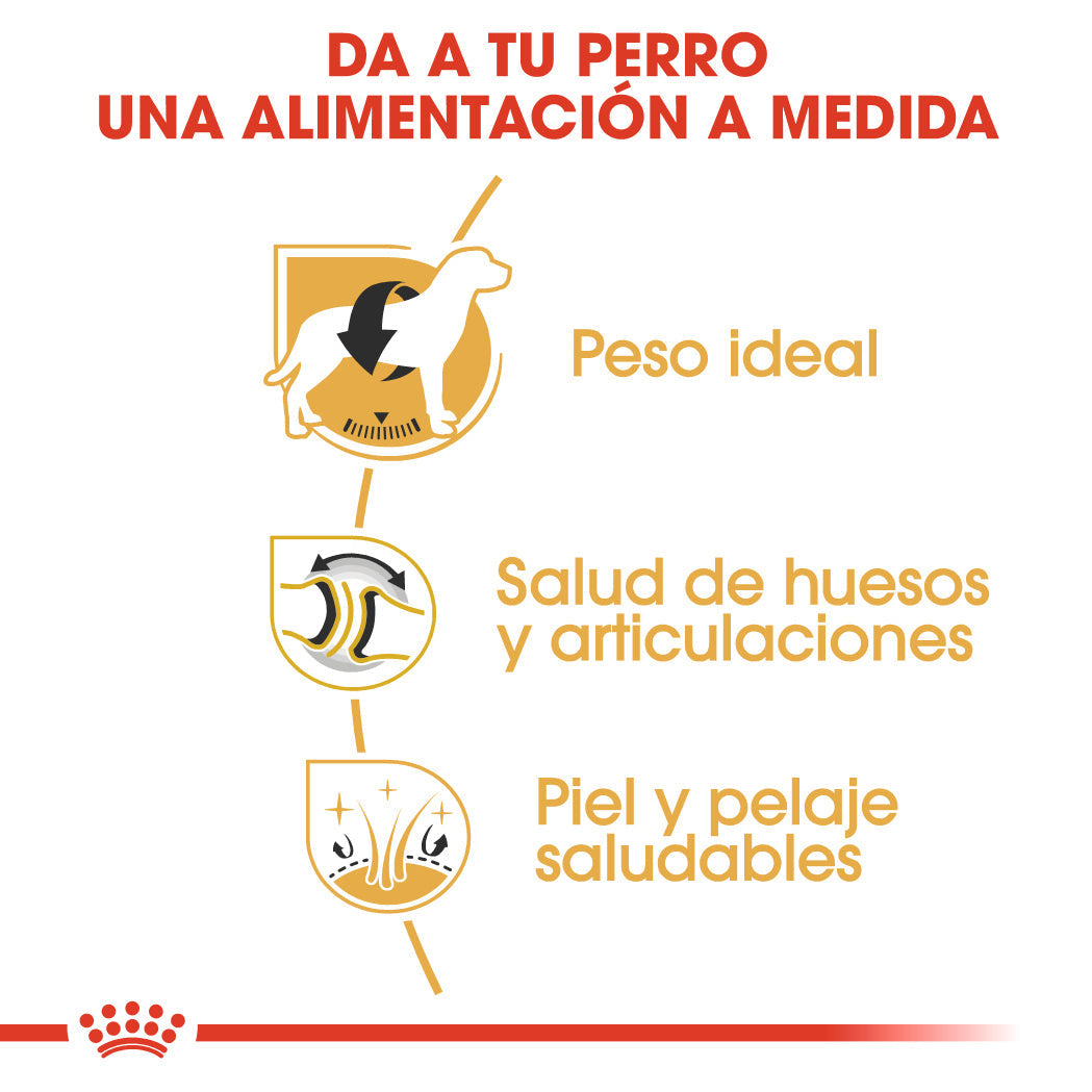 Royal Canin Labrador Pienso para Perros Adultos de Raza al mejor precio -todoastorenimal.com