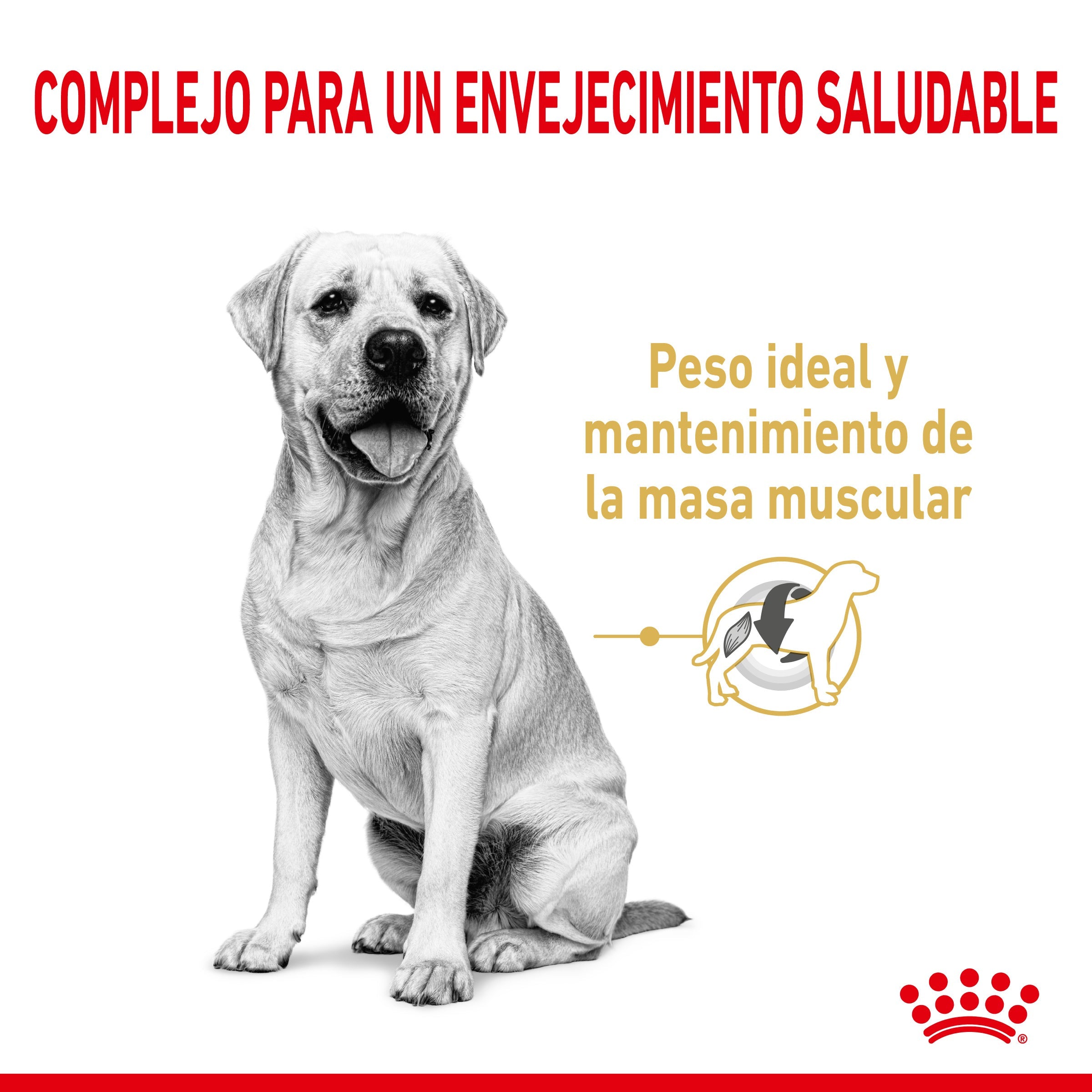 Royal Canin Labrador Retriever Ageing 5+ Pienso para Perros de Raza al mejor precio -todoastorenimal.com