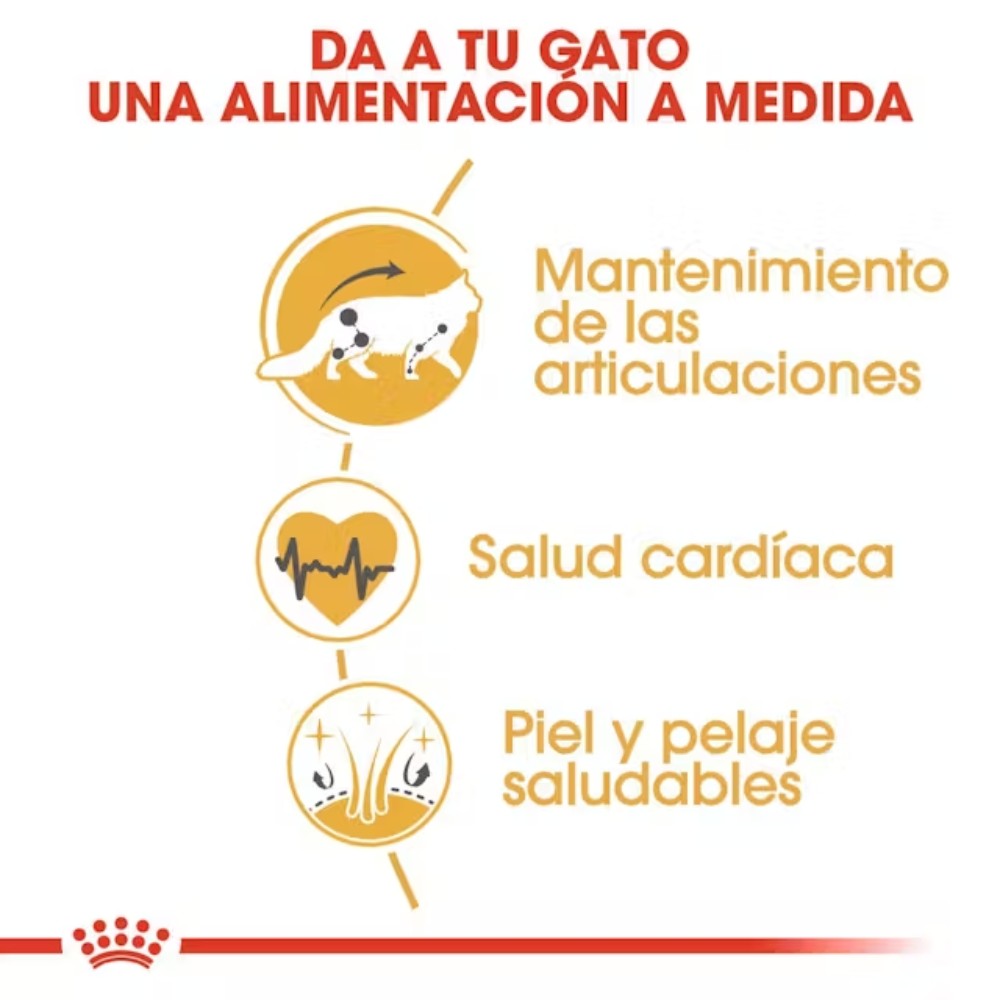 Royal Canin Maine Coon 31 Pienso para Gatos Adultos al mejor precio -todoastorenimal.com