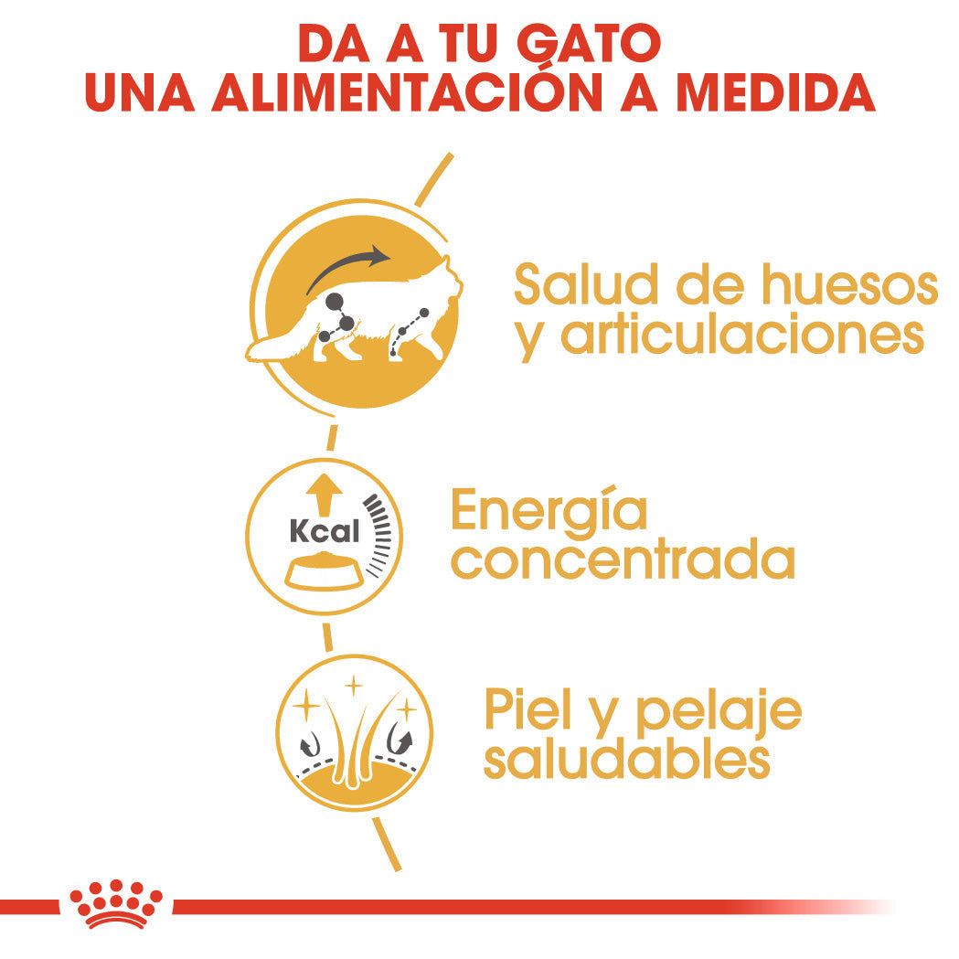 Royal Canin Maine Coon Wet 85 g Paté Húmedo para Gatos al mejor precio -todoastorenimal.com