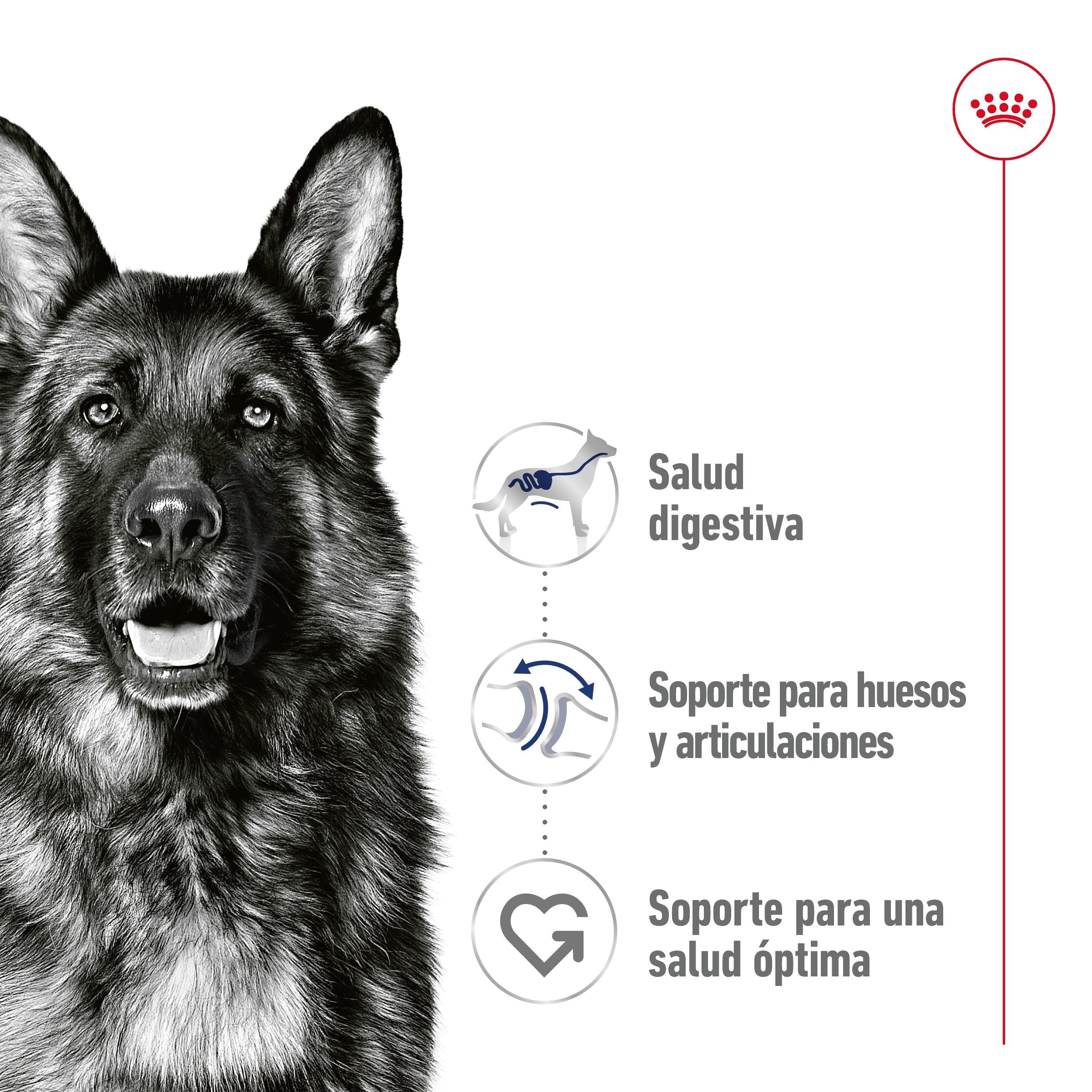 Royal Canin Maxi Adult Lata 410 g Paté Húmedo para Perros al mejor precio -todoastorenimal.com