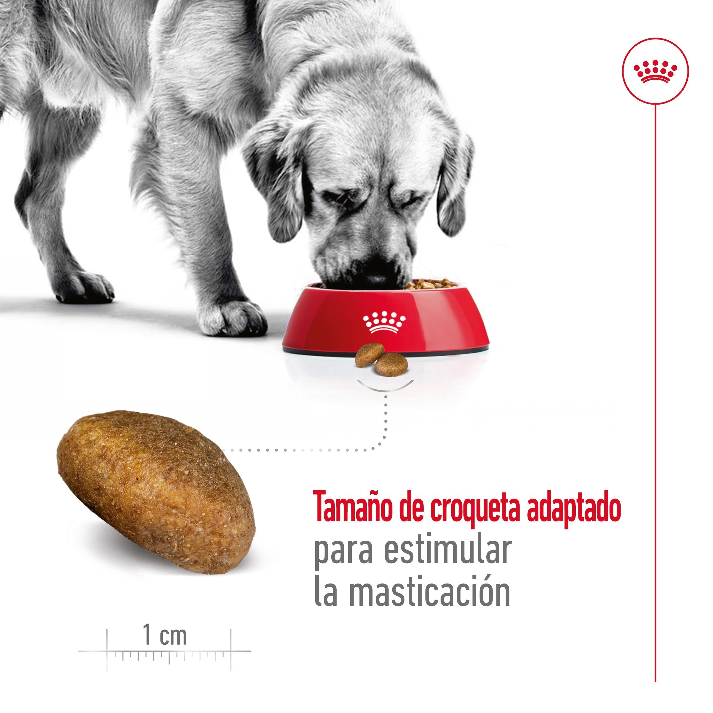 Royal Canin Maxi Adult Pienso para Perros al mejor precio -todoastorenimal.com