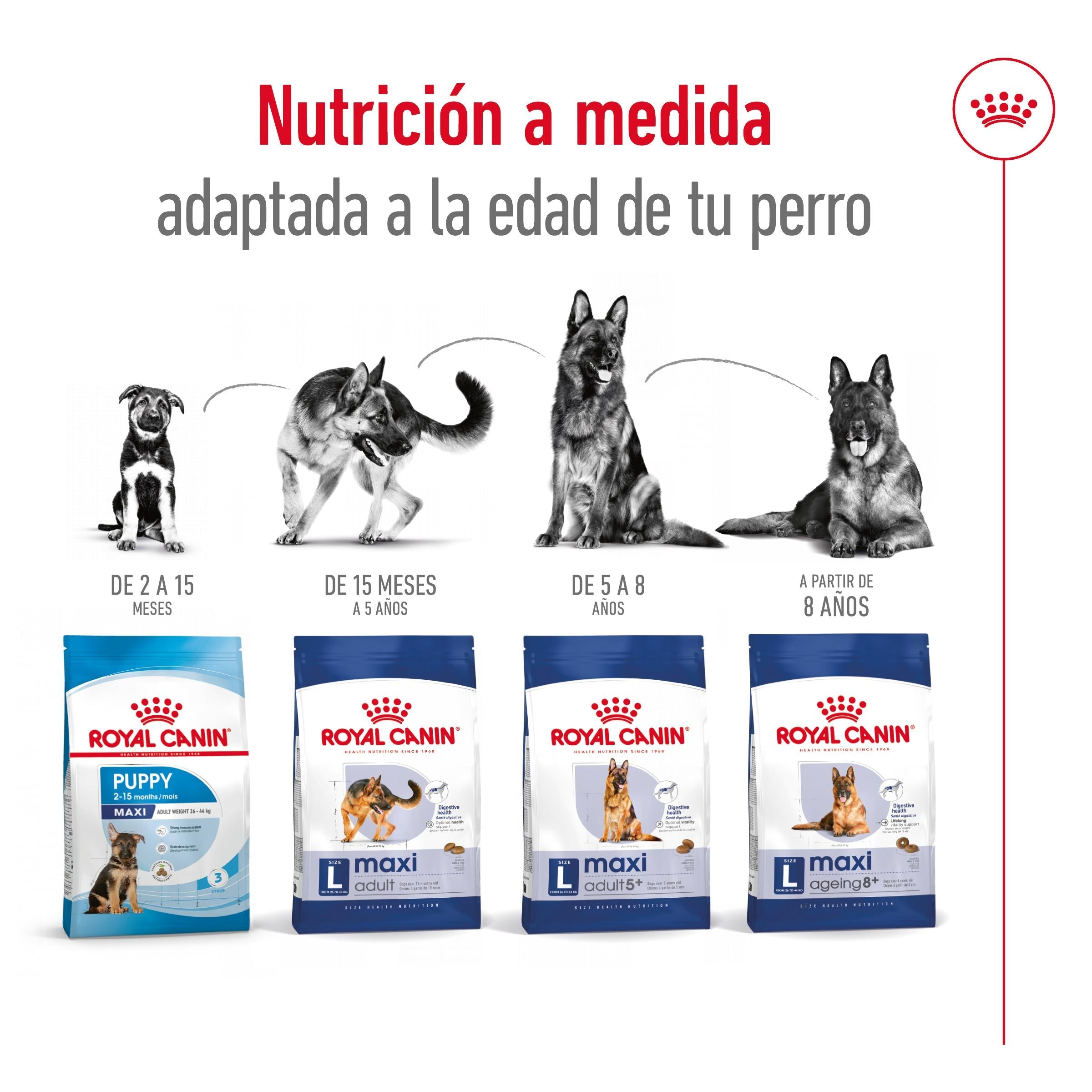 Royal Canin Maxi Adult Pienso para Perros al mejor precio -todoastorenimal.com
