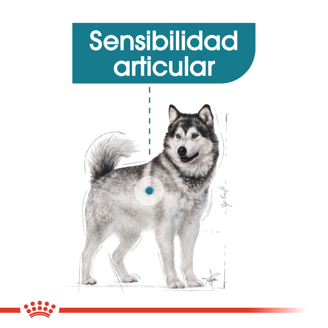 Royal Canin Maxi Joint Care Pienso para Perros al mejor precio -todoastorenimal.com