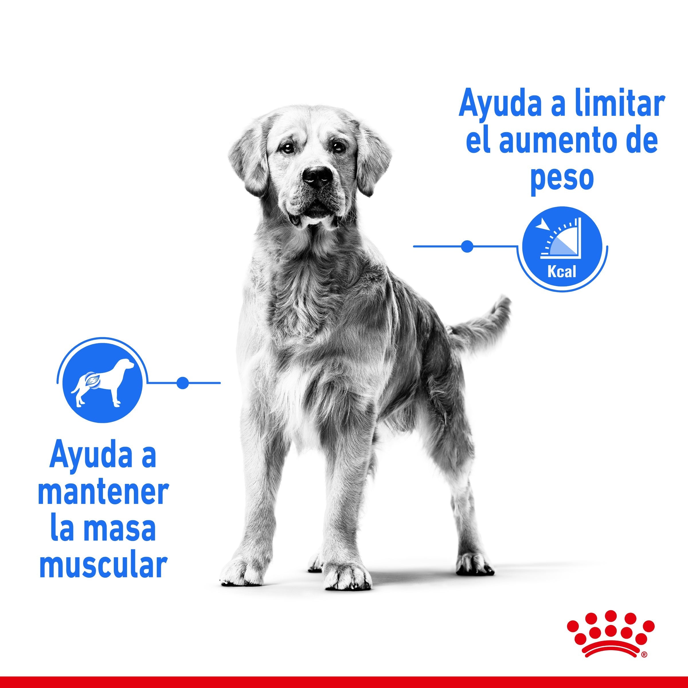 Royal Canin Maxi Light Weight Care Pienso para Perros al mejor precio -todoastorenimal.com