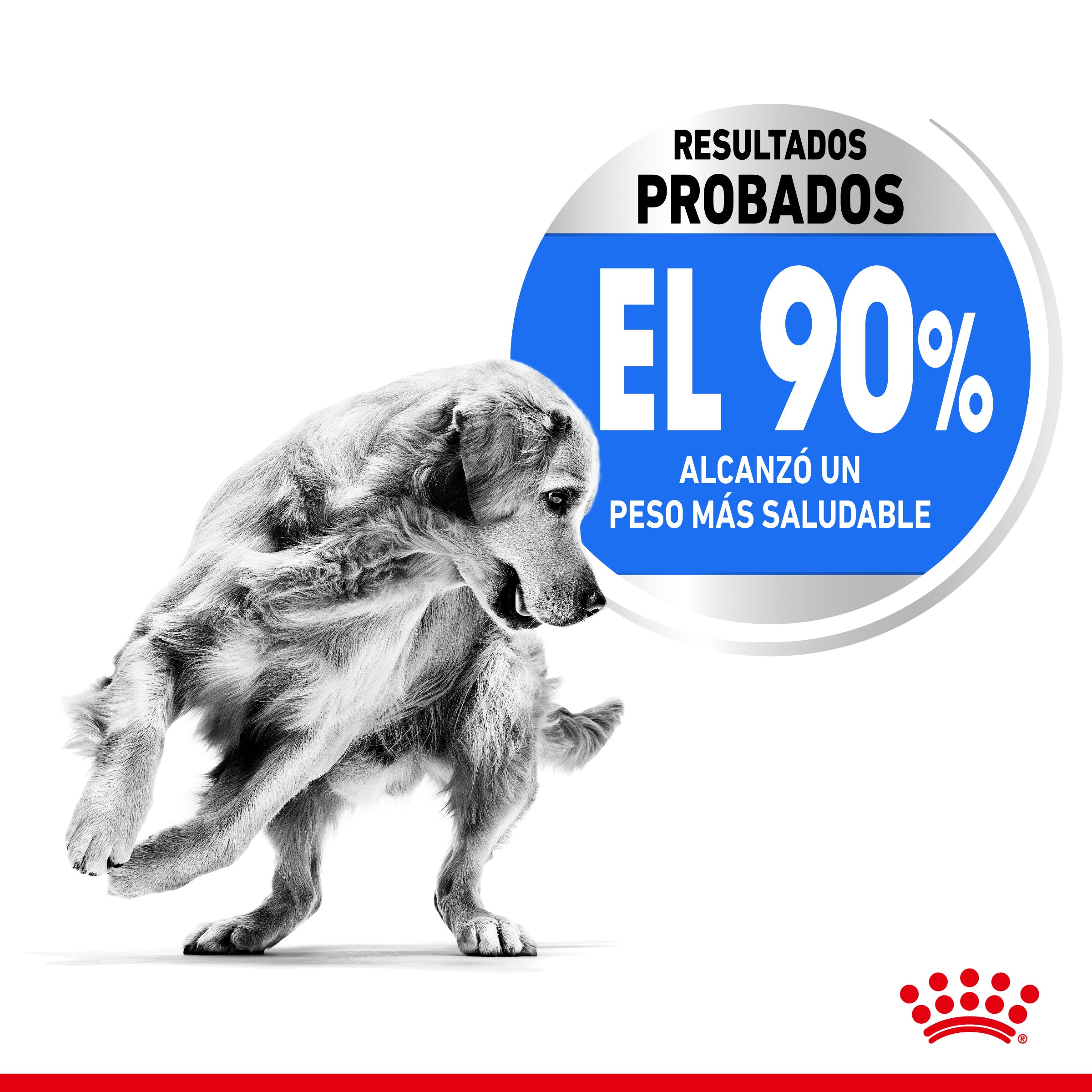 Royal Canin Maxi Light Weight Care Pienso para Perros al mejor precio -todoastorenimal.com