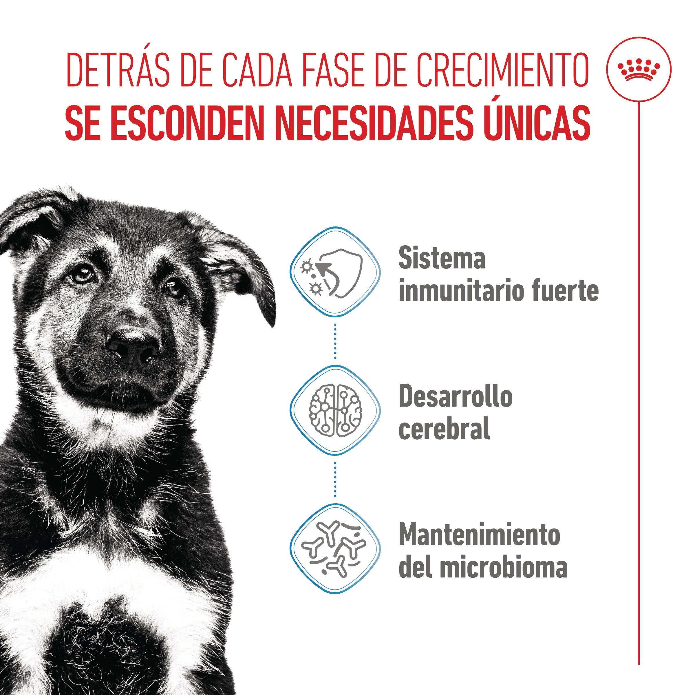 Royal Canin Maxi Puppy Pienso para Cachorros al mejor precio -todoastorenimal.com
