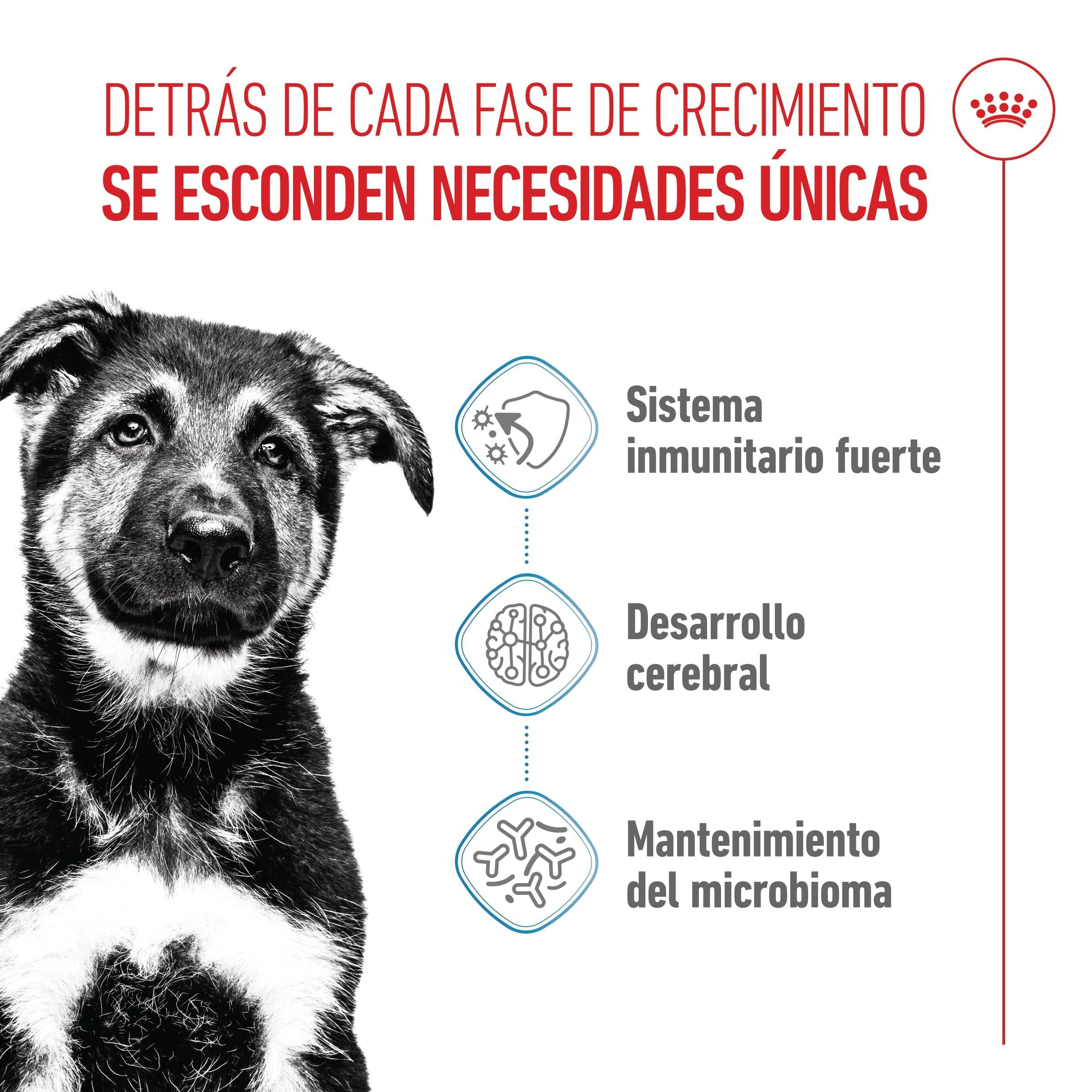 Royal Canin Maxi Puppy Pienso para Cachorros al mejor precio -todoastorenimal.com