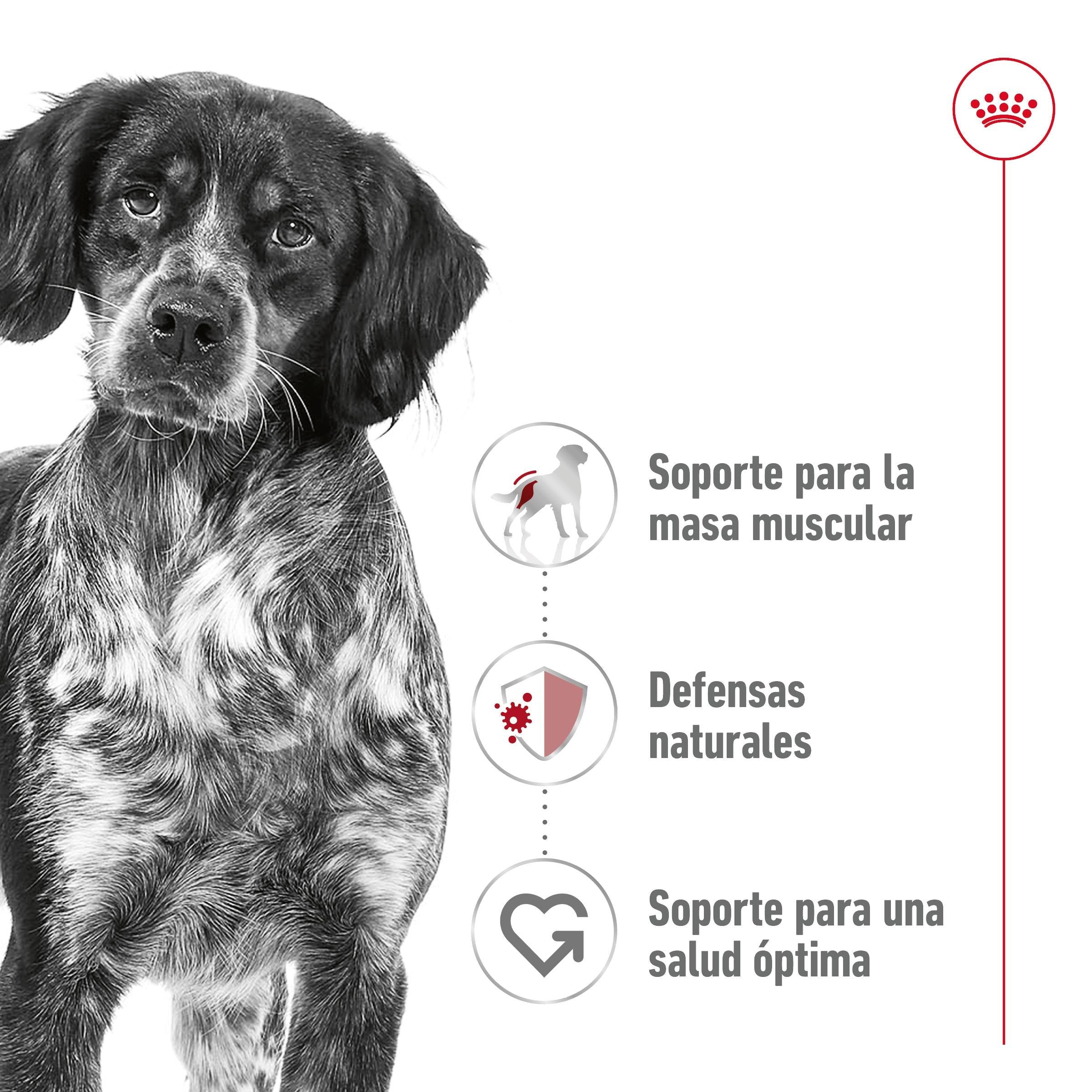 Royal Canin Medium Adult 410 g lata perro húmedo al mejor precio -todoastorenimal.com