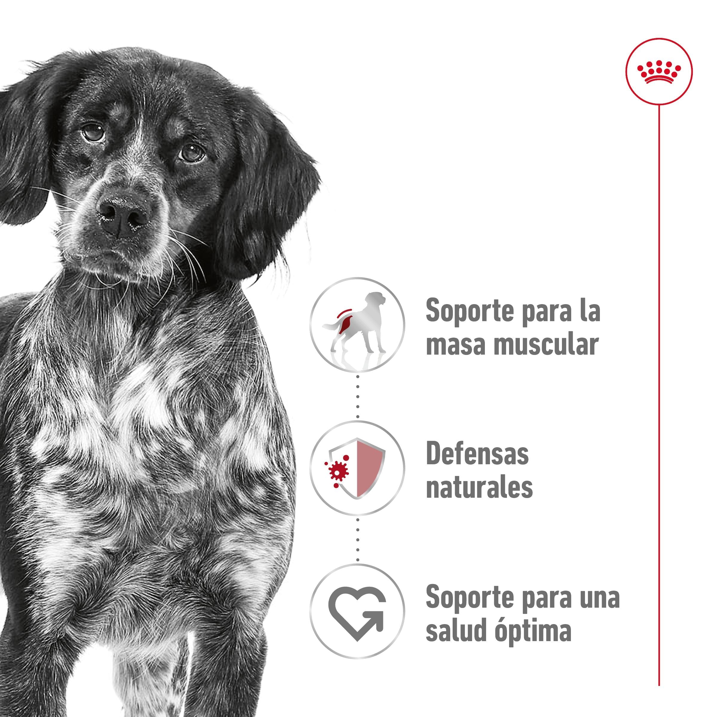 Royal Canin Medium Adult Pienso para Perros al mejor precio -todoastorenimal.com