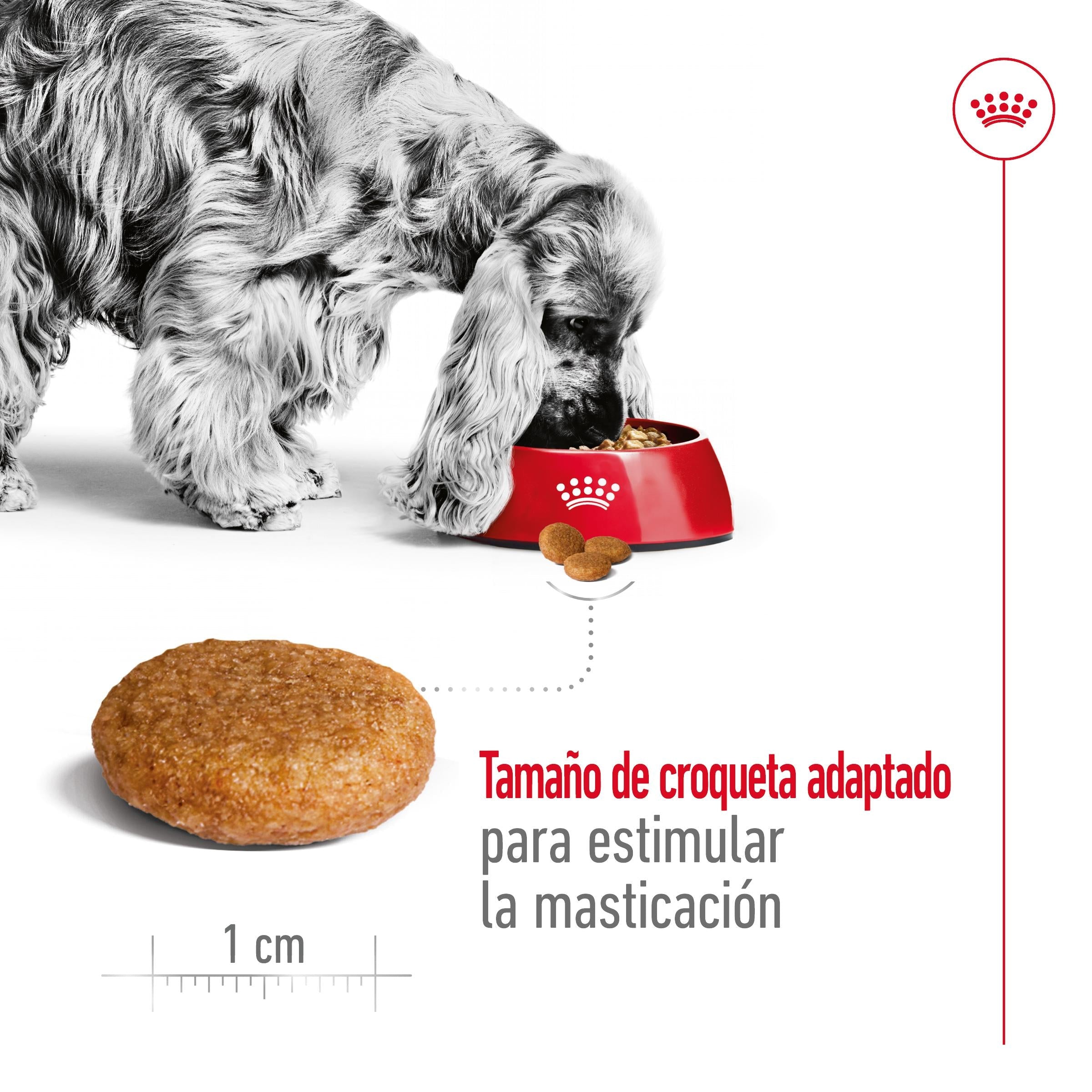 Royal Canin Medium Adult Pienso para Perros al mejor precio -todoastorenimal.com