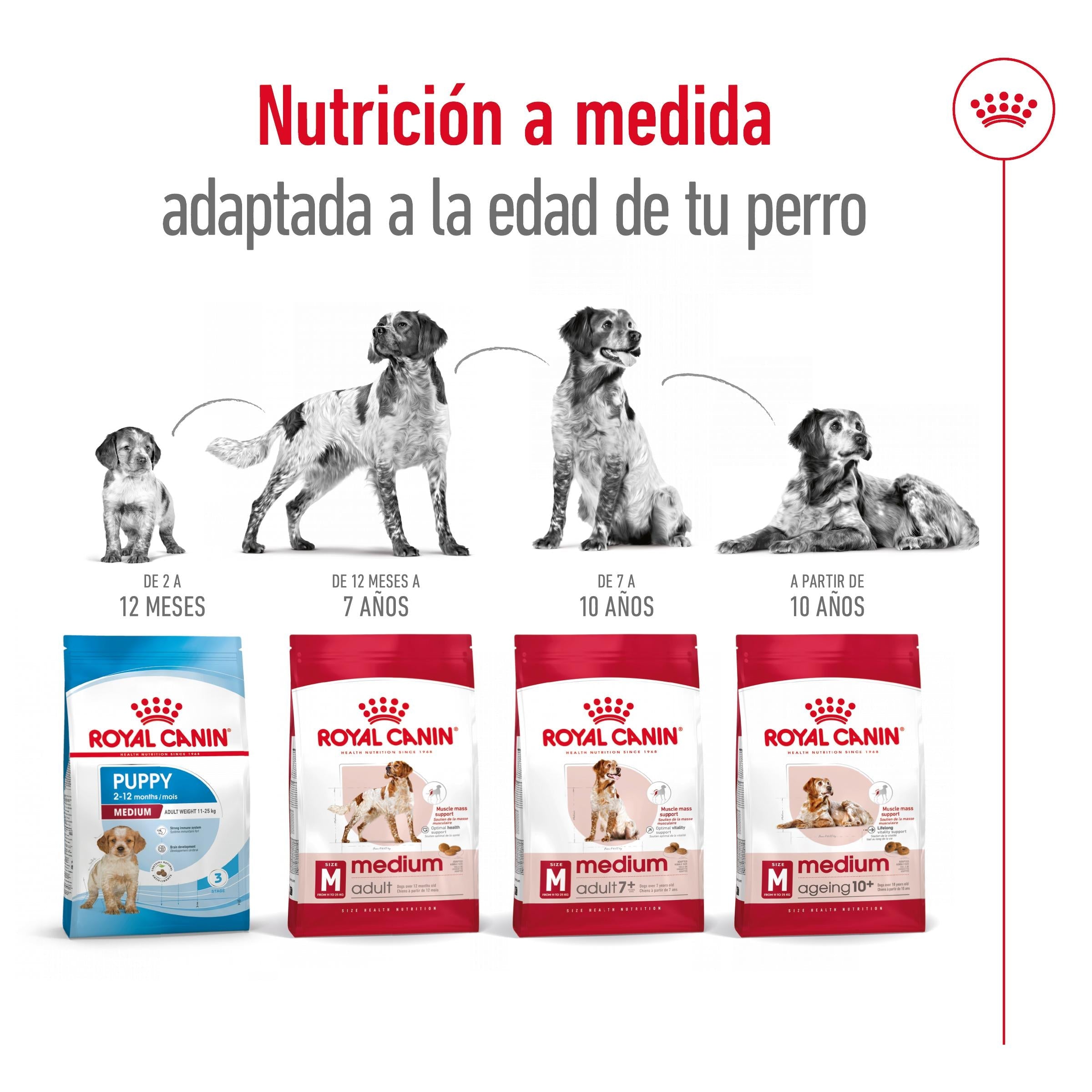 Royal Canin Medium Adult Pienso para Perros al mejor precio -todoastorenimal.com