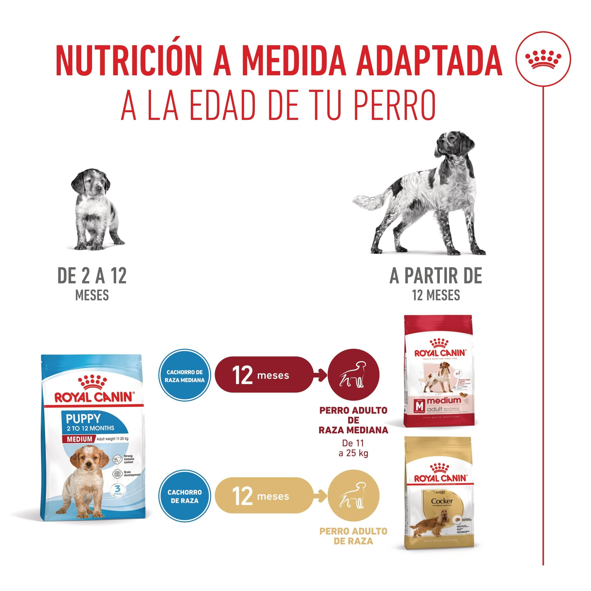 Royal Canin Medium Puppy Pienso para Cachorros al mejor precio -todoastorenimal.com