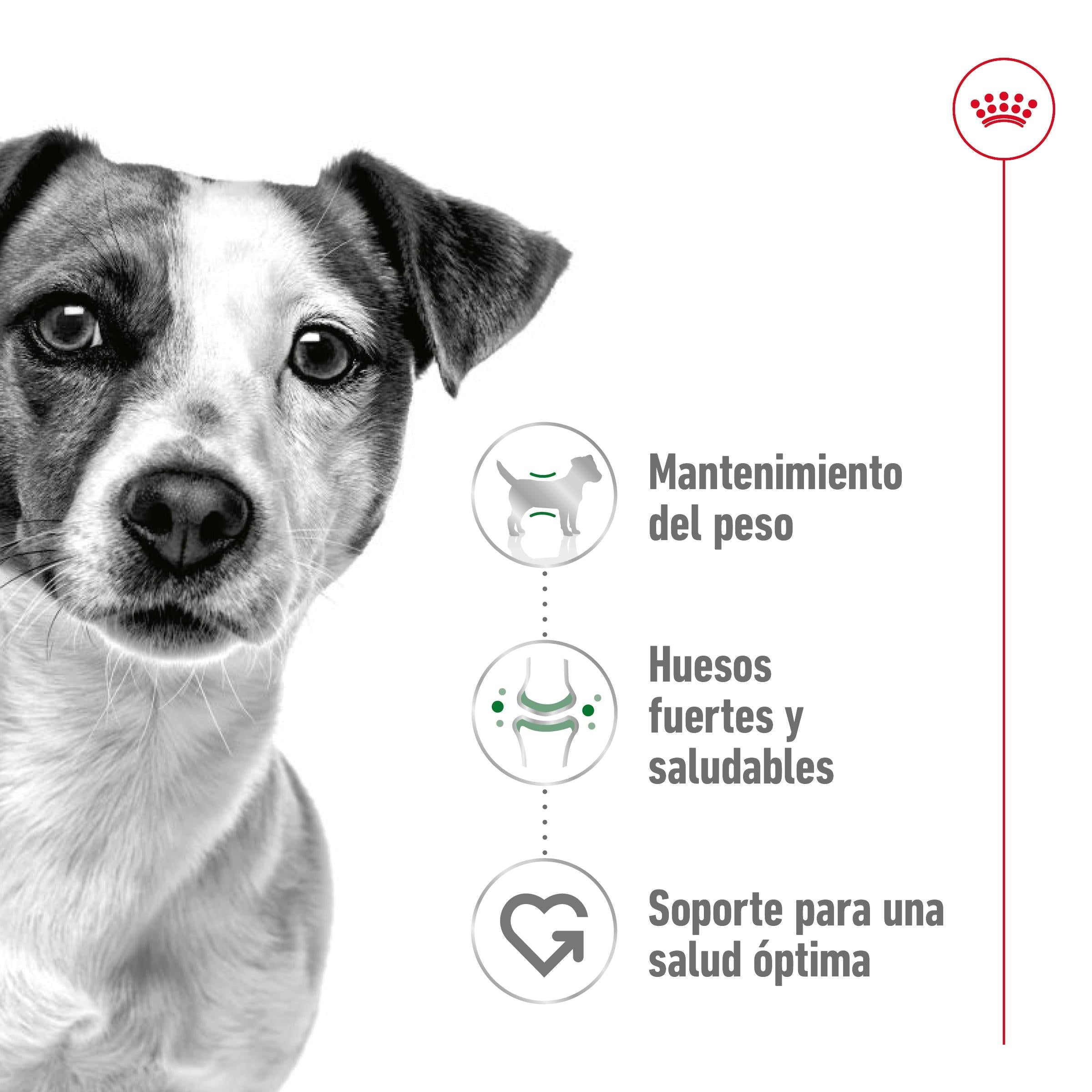 Royal Canin Mini Adult S Pienso para Perros al mejor precio -todoastorenimal.com