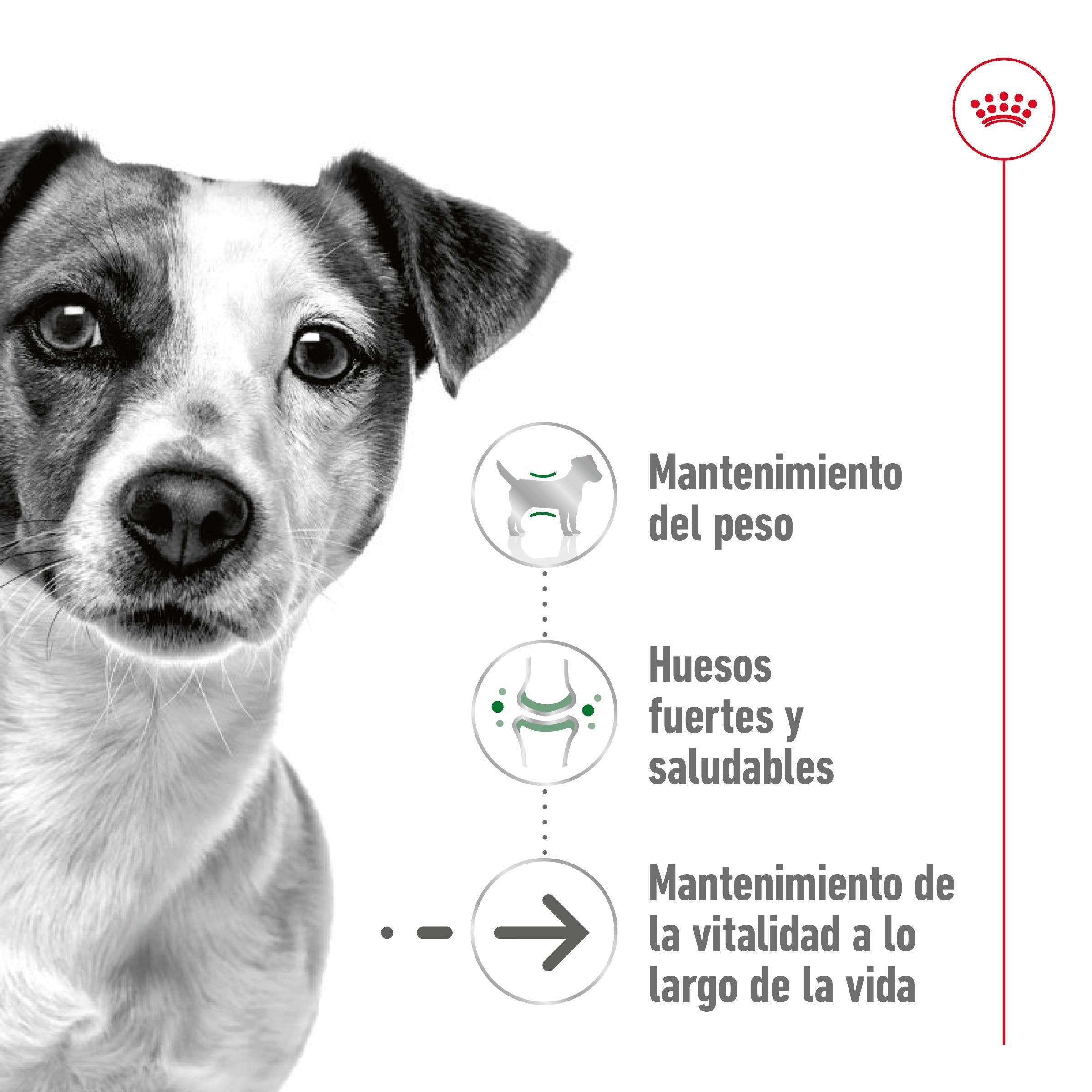 Royal Canin Mini Ageing+12 Pienso para Perros Senior al mejor precio -todoastorenimal.com