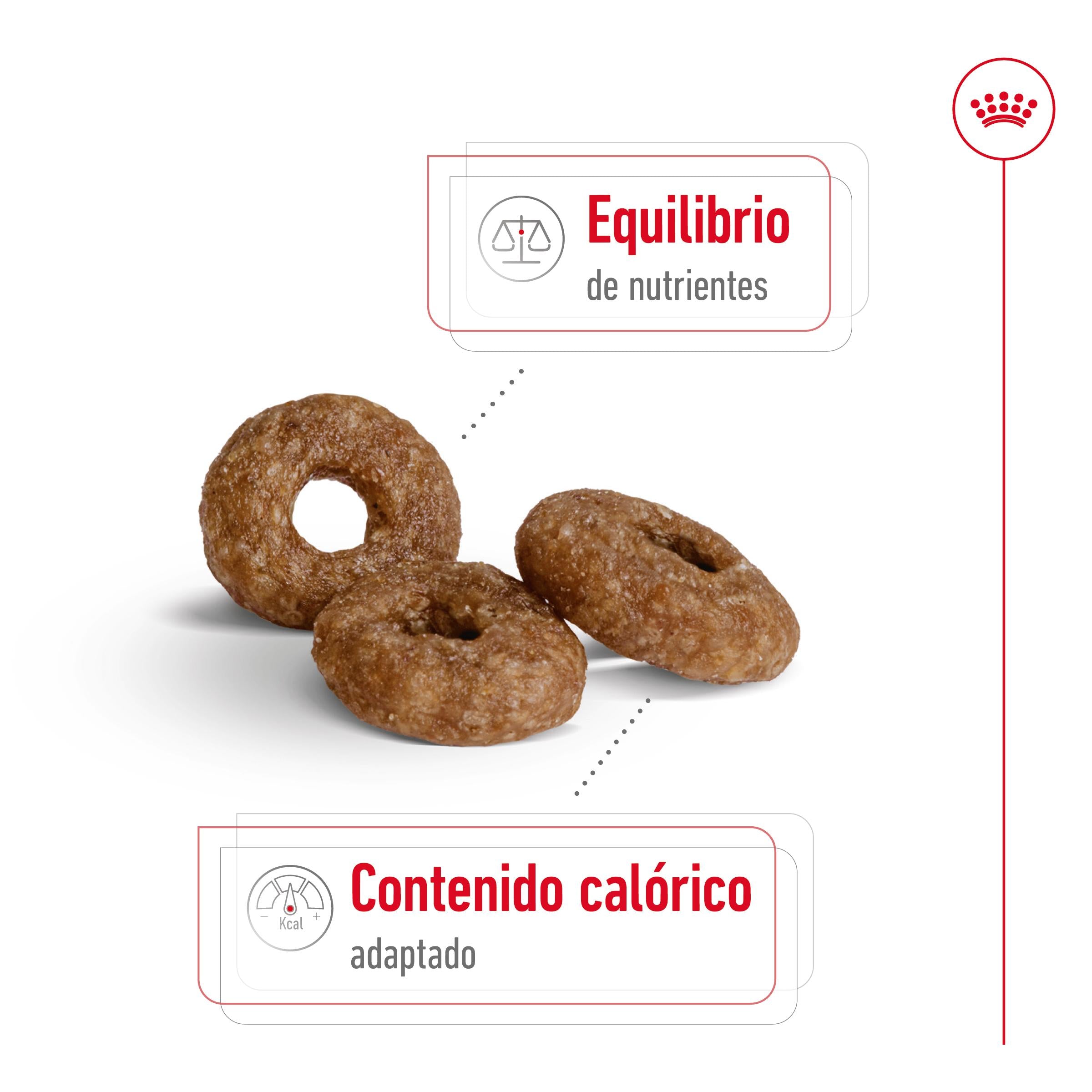 Royal Canin Mini Ageing+12 Pienso para Perros Senior al mejor precio -todoastorenimal.com