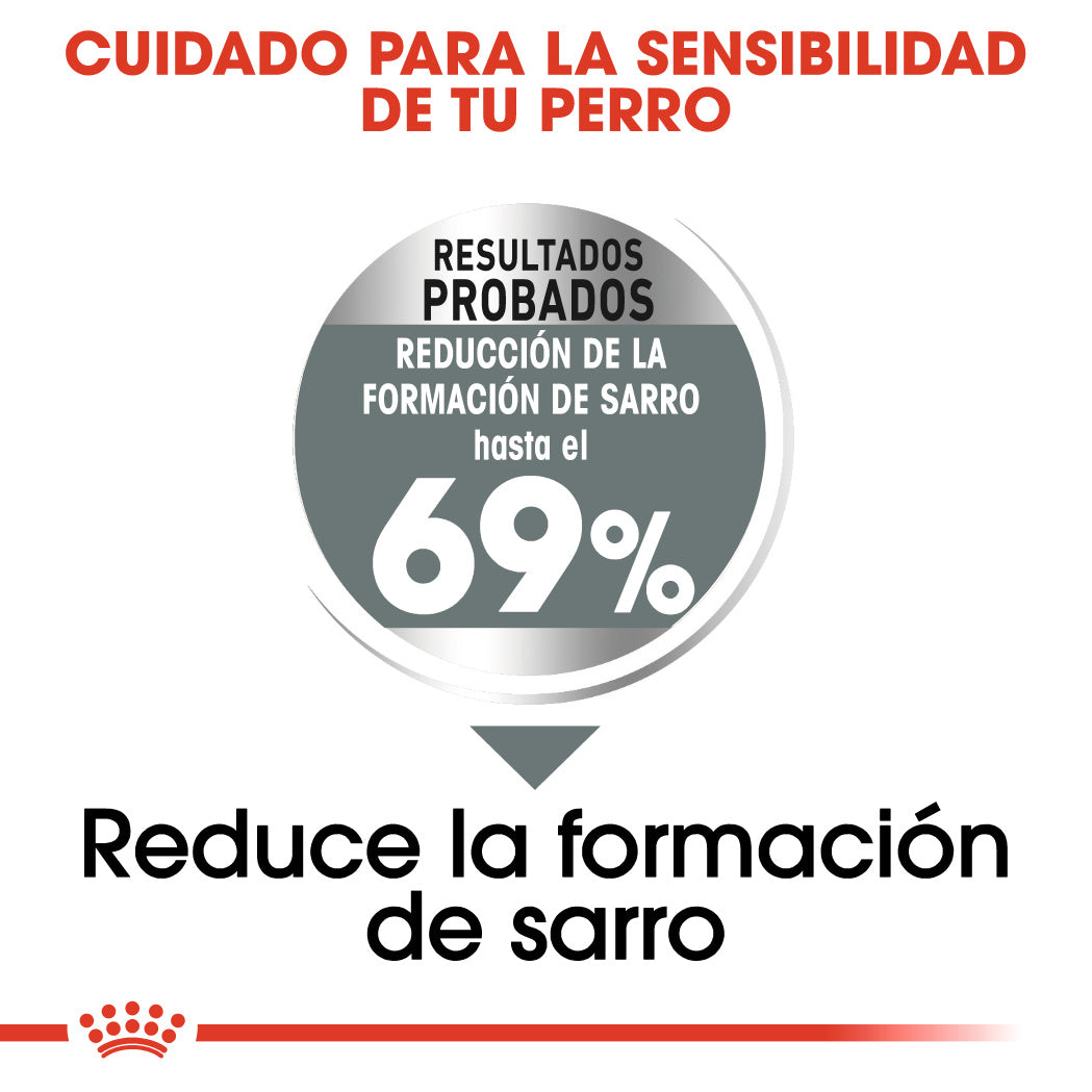 Royal Canin Mini Dental Care Pienso para Perros al mejor precio -todoastorenimal.com