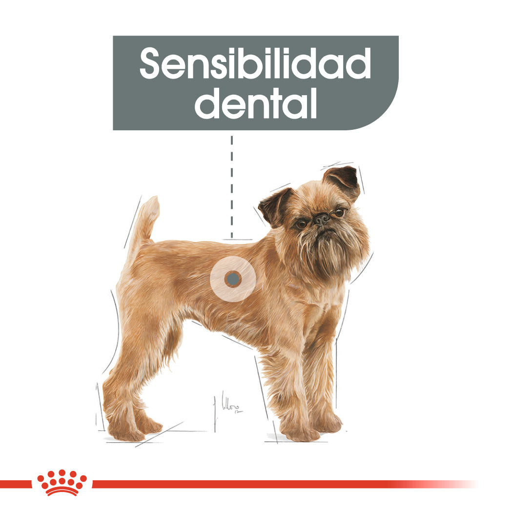 Royal Canin Mini Dental Care Pienso para Perros al mejor precio -todoastorenimal.com