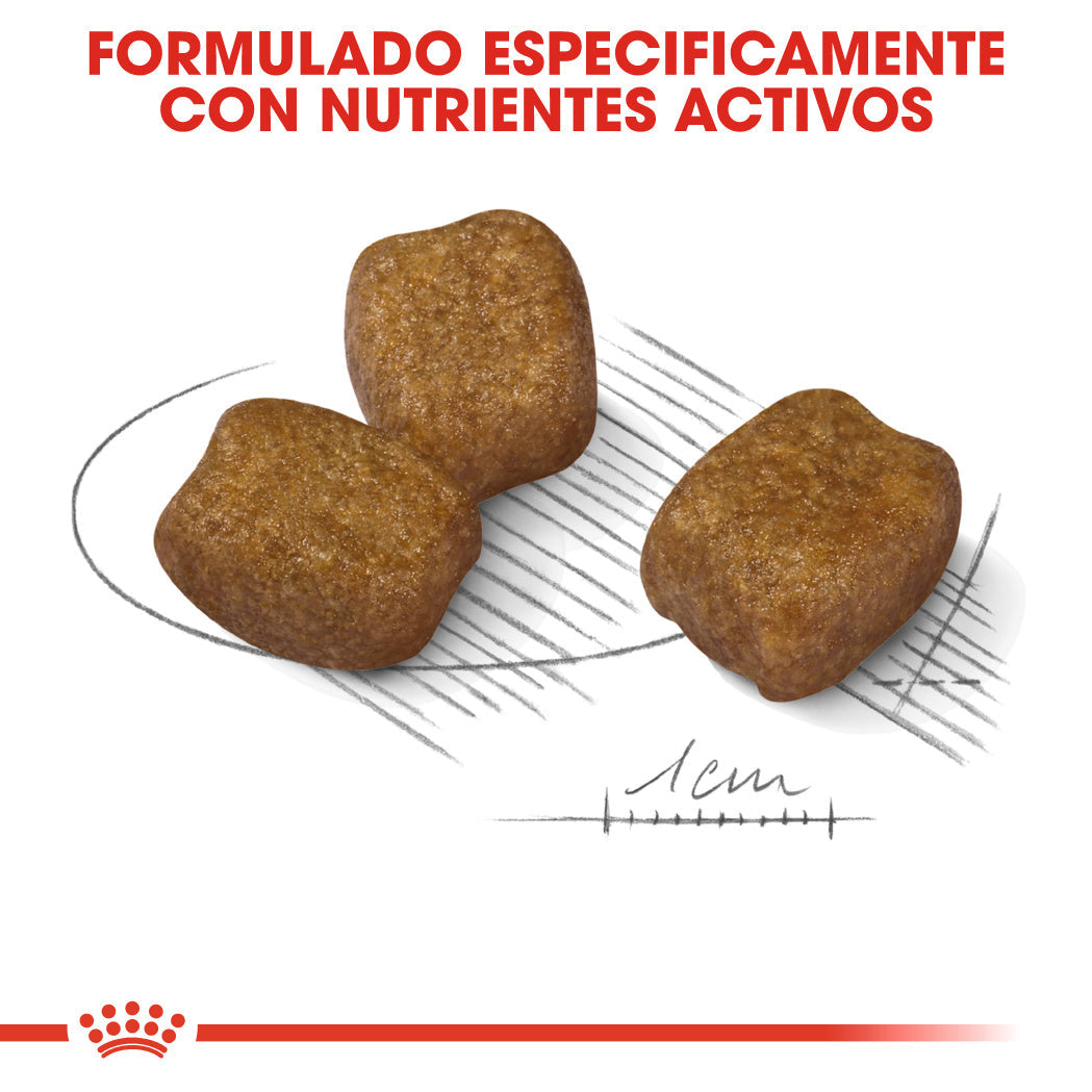 Royal Canin Mini Dental Care Pienso para Perros al mejor precio -todoastorenimal.com