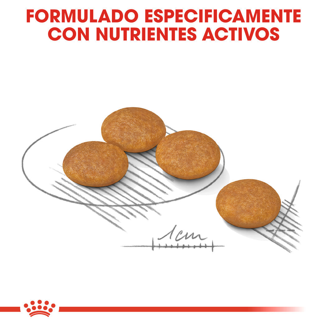 Royal Canin Mini Dermacomfort Care Pienso para Perros al mejor precio -todoastorenimal.com