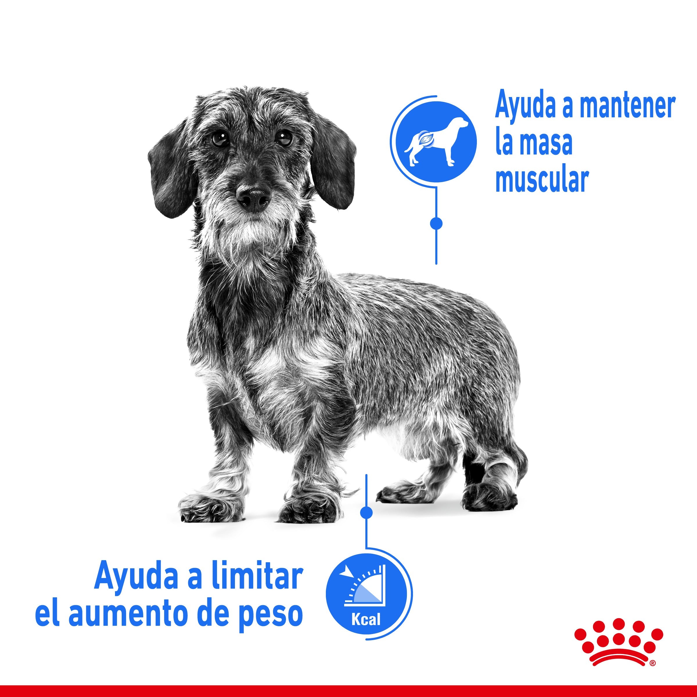 Royal Canin Mini Light Weight Care Pienso para Perros al mejor precio -todoastorenimal.com