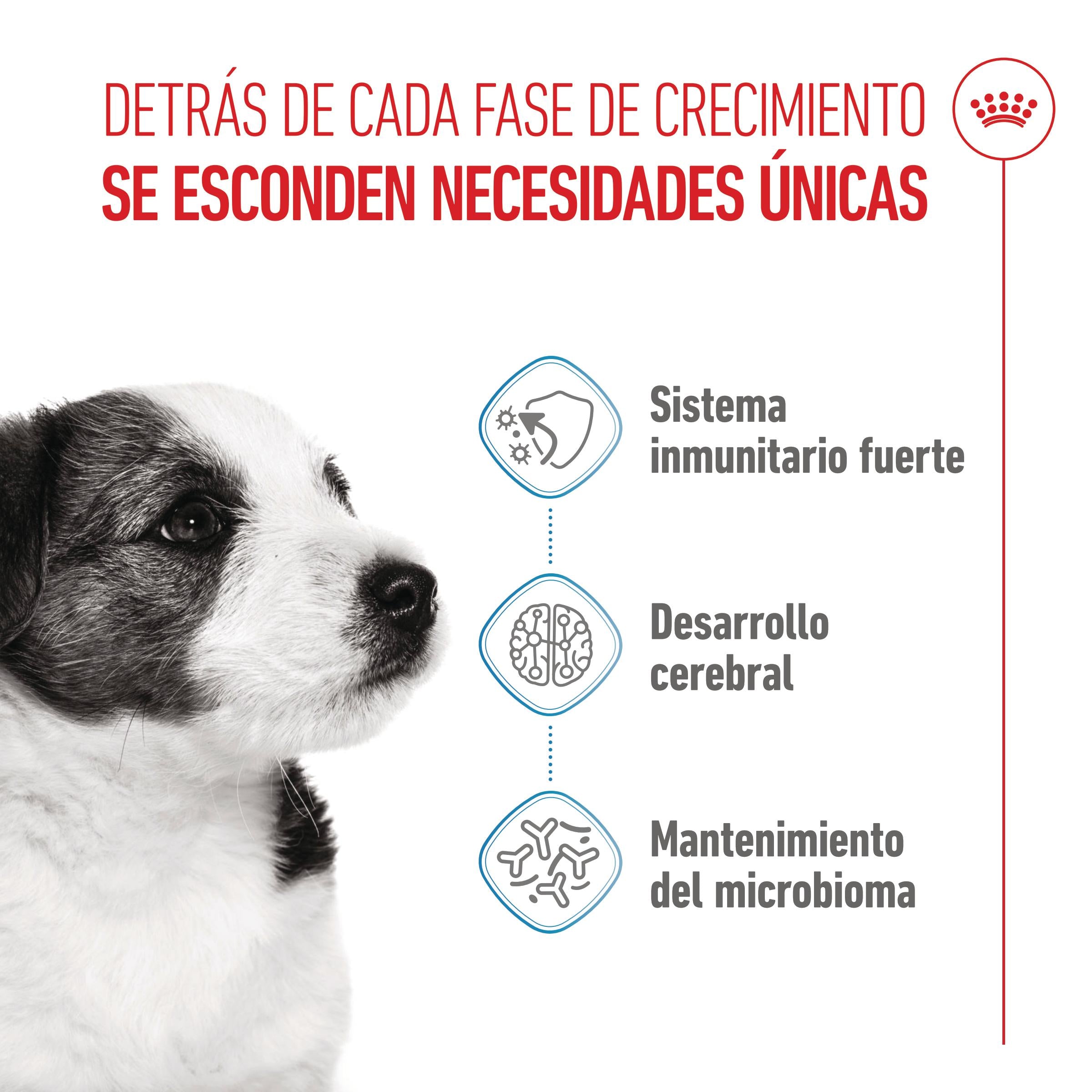 Royal Canin Mini Puppy Pienso para Cachorros al mejor precio -todoastorenimal.com