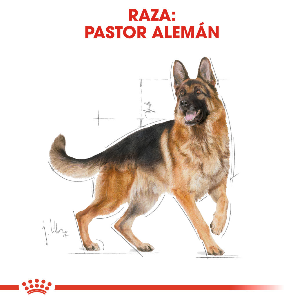 Royal Canin Pastor Alemán Adult 11 kg Pienso para Perros de Raza al mejor precio -todoastorenimal.com
