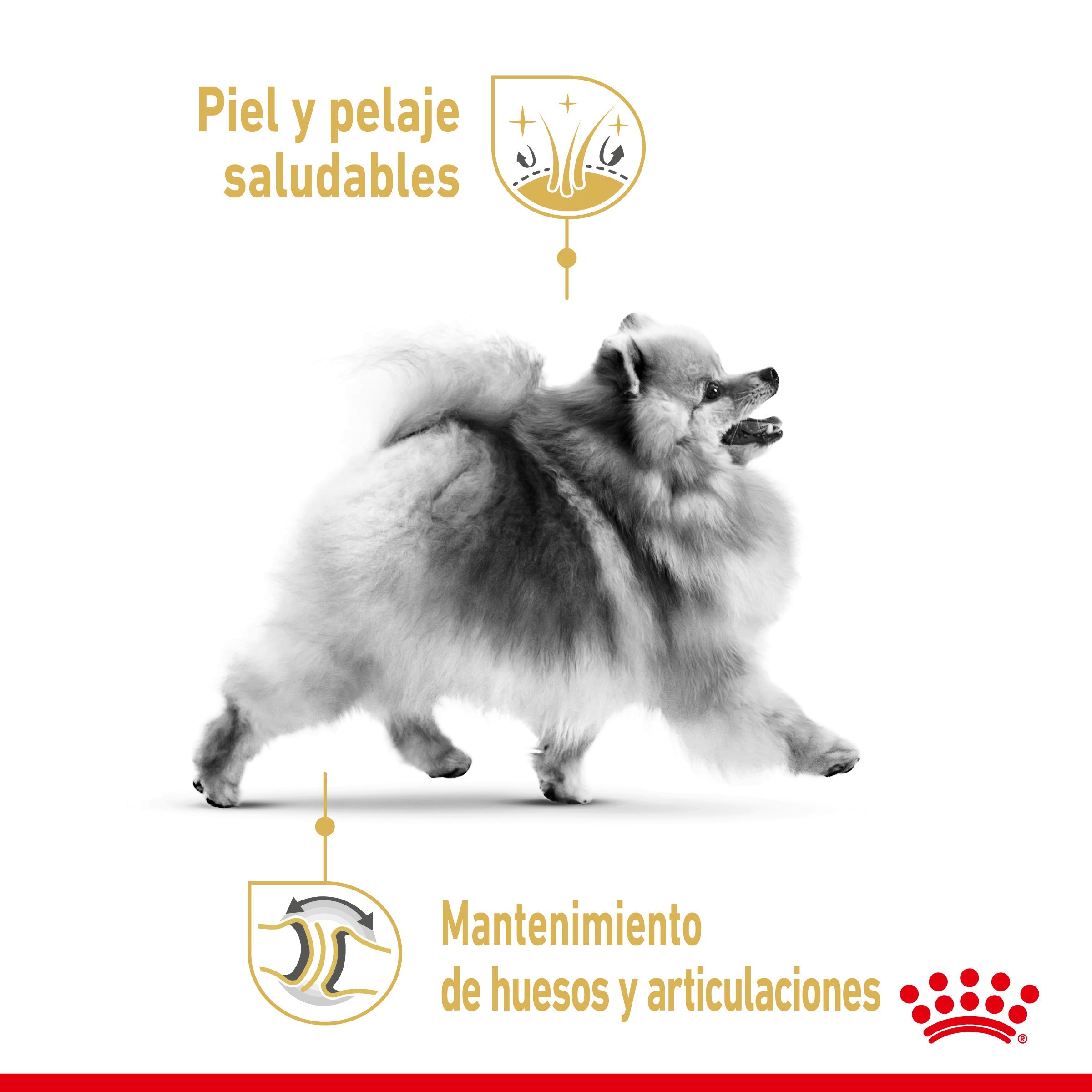 Royal Canin Pomerania Adulto Pienso para Perros de Raza al mejor precio -todoastorenimal.com