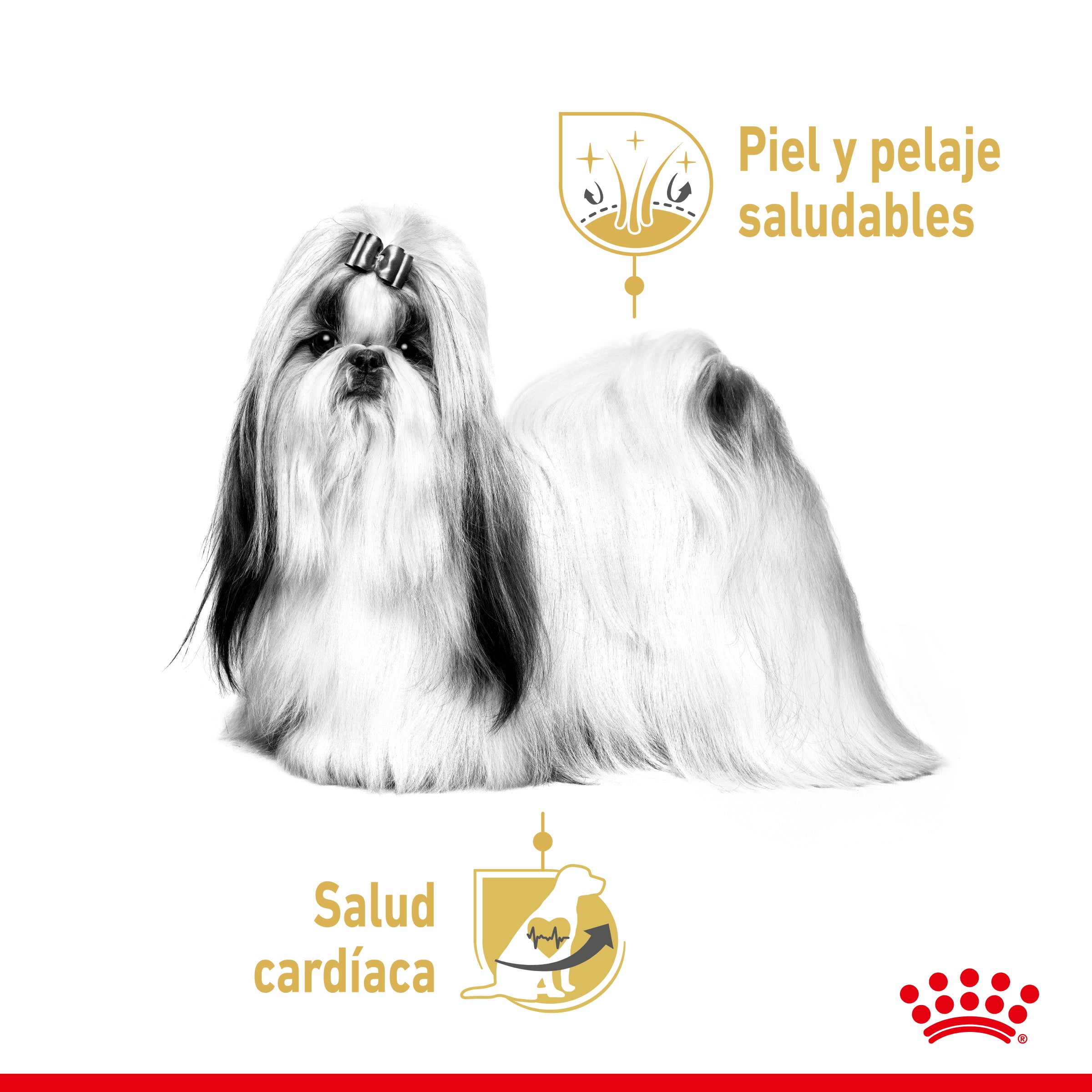Royal Canin Shih Tzu Paté Adulto 85 g Comida Húmeda para Perros al mejor precio -todoastorenimal.com