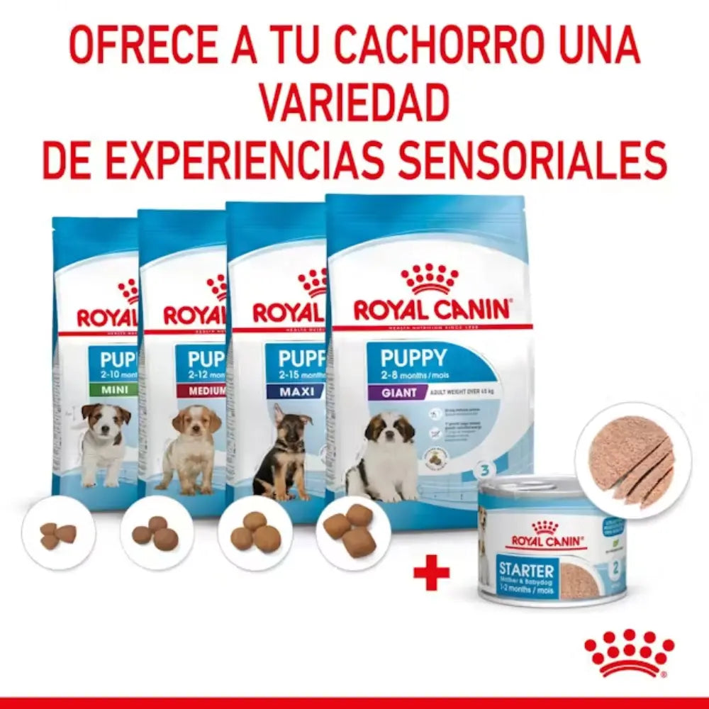 Royal Canin Starter Mousse Lata 195 g Húmedo al mejor precio -todoastorenimal.com