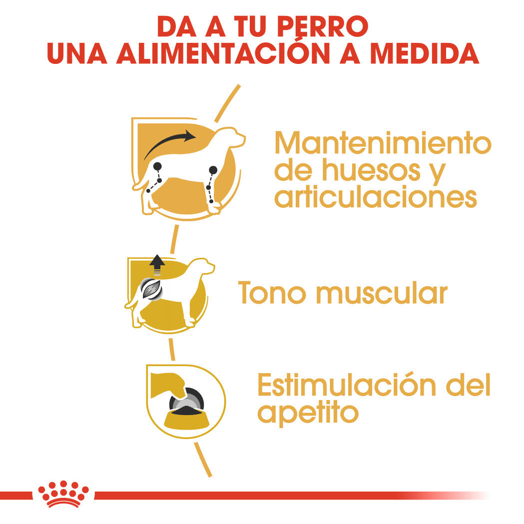 Royal Canin Teckel Dachshund Paté 85 g Comida Húmeda para Perros Salchicha al mejor precio -todoastorenimal.com