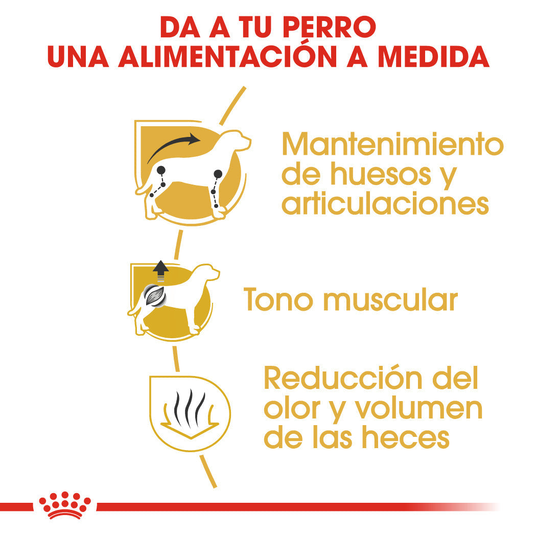 Royal Canin Teckel Dachsund Adulto Pienso para Perros de Raza al mejor precio -todoastorenimal.com