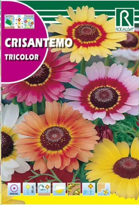 CRISANTEMO TRICOLOR, VARIADO